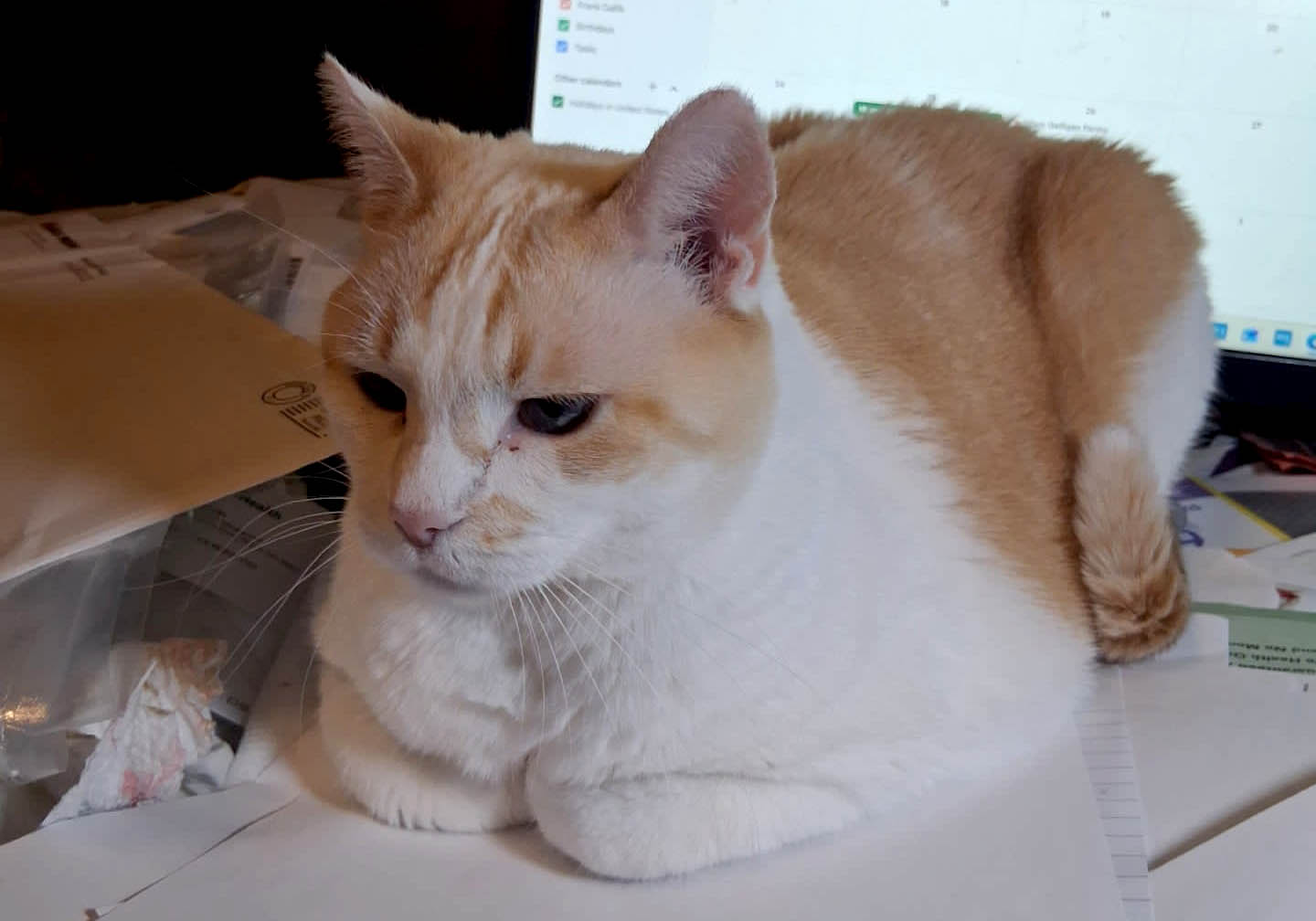 peaches-the-kitty2